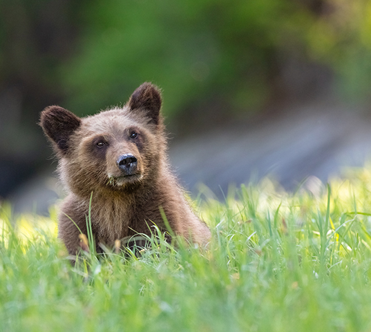 Bear Cub Spring Jasper