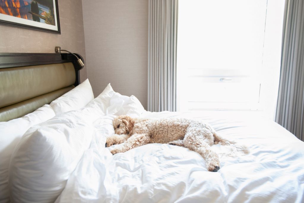 Pet friendly hotels Banff - Fairmont Banff Springs - sleeping dog on a comfortable bed