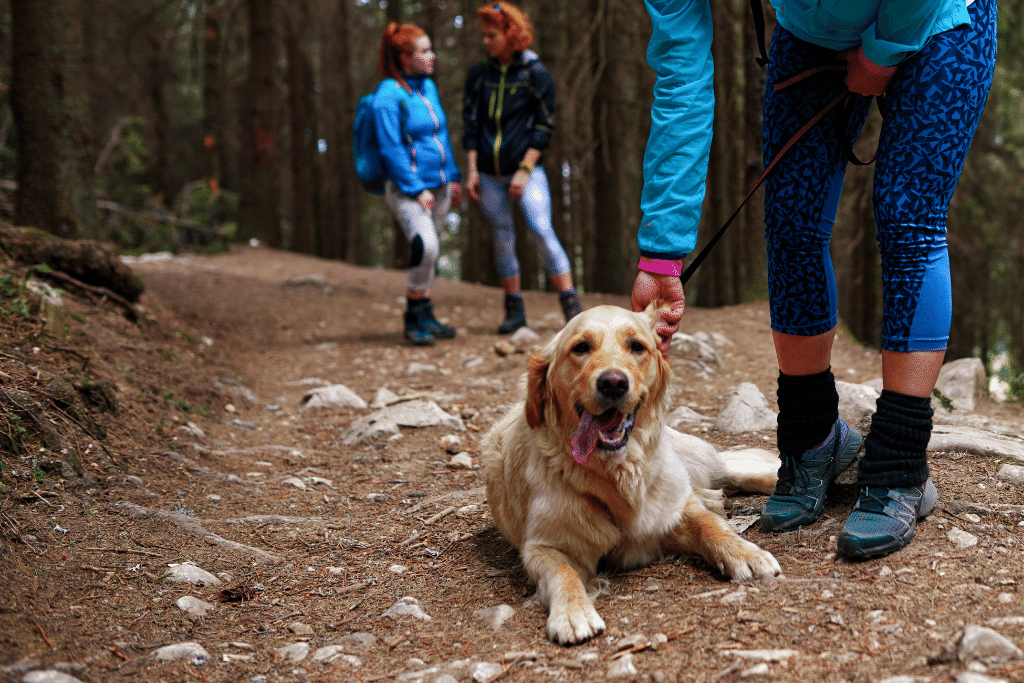 Dog-friendly hiking trails in Whistler - A dog resting on a forest hike