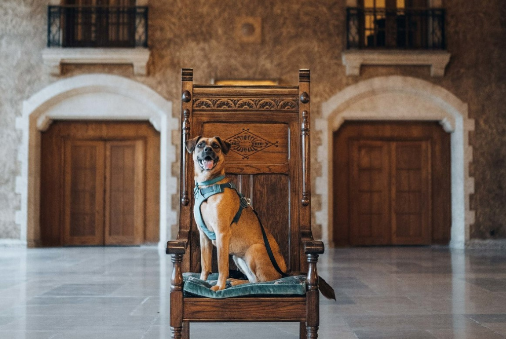 Dog at Fairmont Banff Springs, Canada's Castle in the Rockies, dog-friendly vacation destination