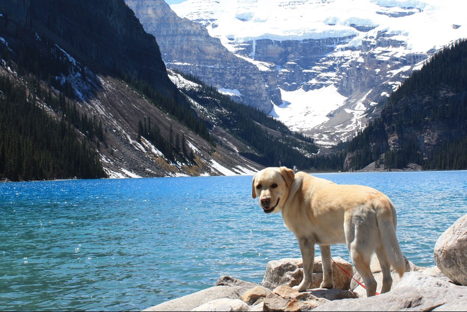 Pet Friendly Accommodations at the Fairmont Chateau Lake Louise