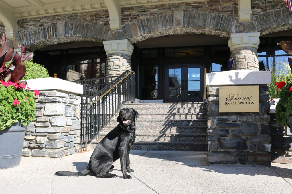 Canine Ambassador Fairmont Banff Springs - Bear