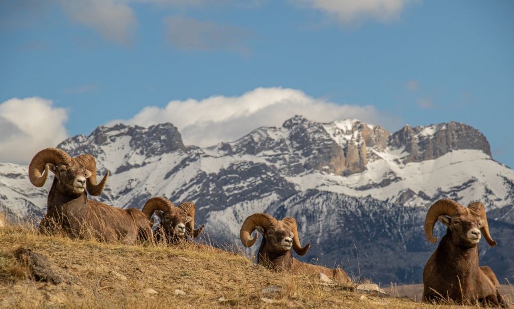 Bighorn sheep in the Canadian Rockies, Fall activities CR Coulter Schmitz