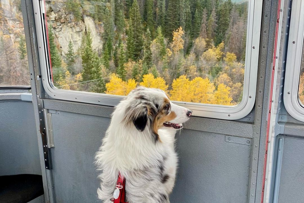 dog-friendly vacations in Jasper - Dog riding the Jasper Sky Tram CR @caffeinemedicated