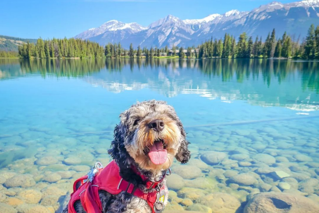 Dog-friendly vacation ideas in Jasper - A dog on Lake Beauvert