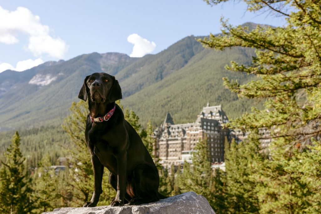 Pet-Friendly stays at Fairmont Banff Springs