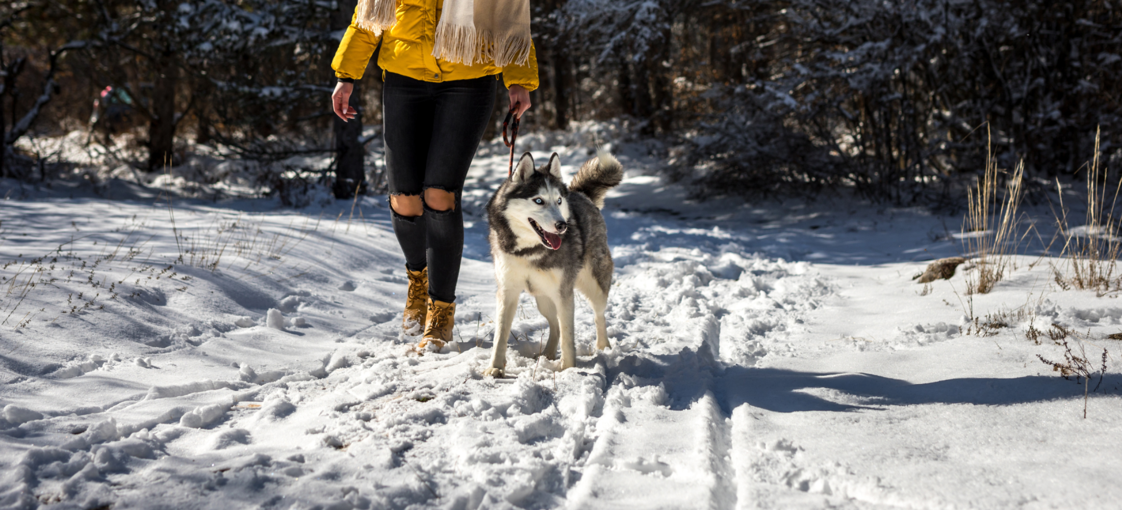 dog-friendly hikes in winter