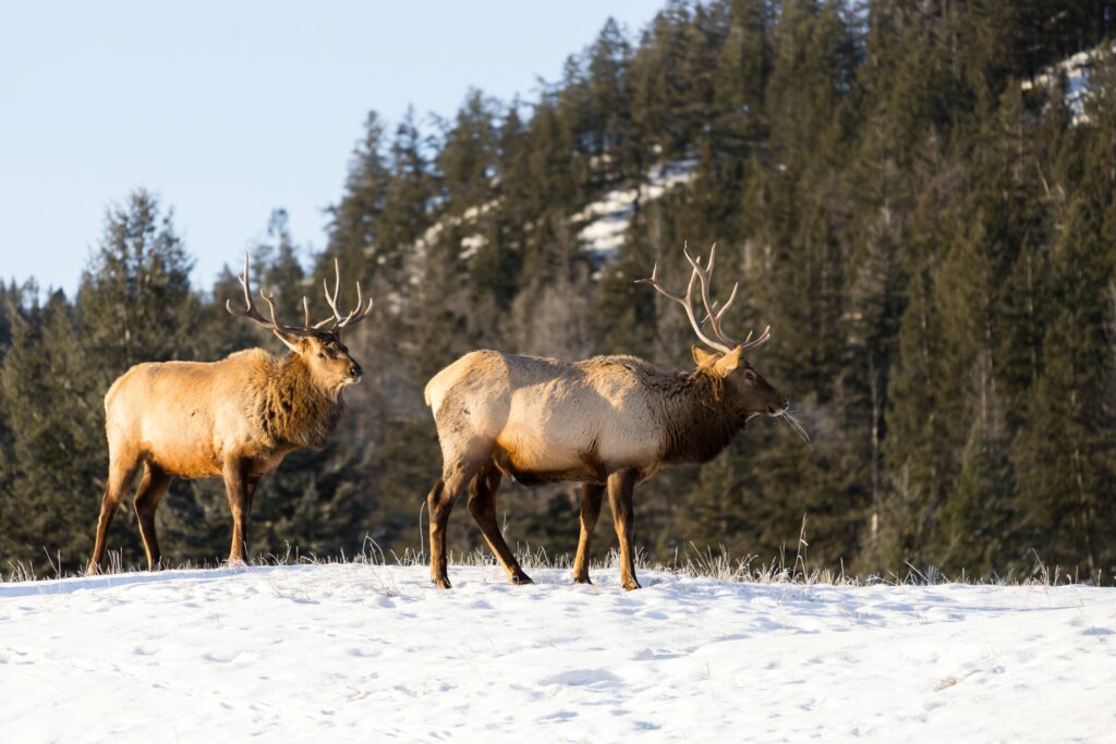 Elk in Jasper National Park, photo by Tiffany Nguyen @tiffpenguin