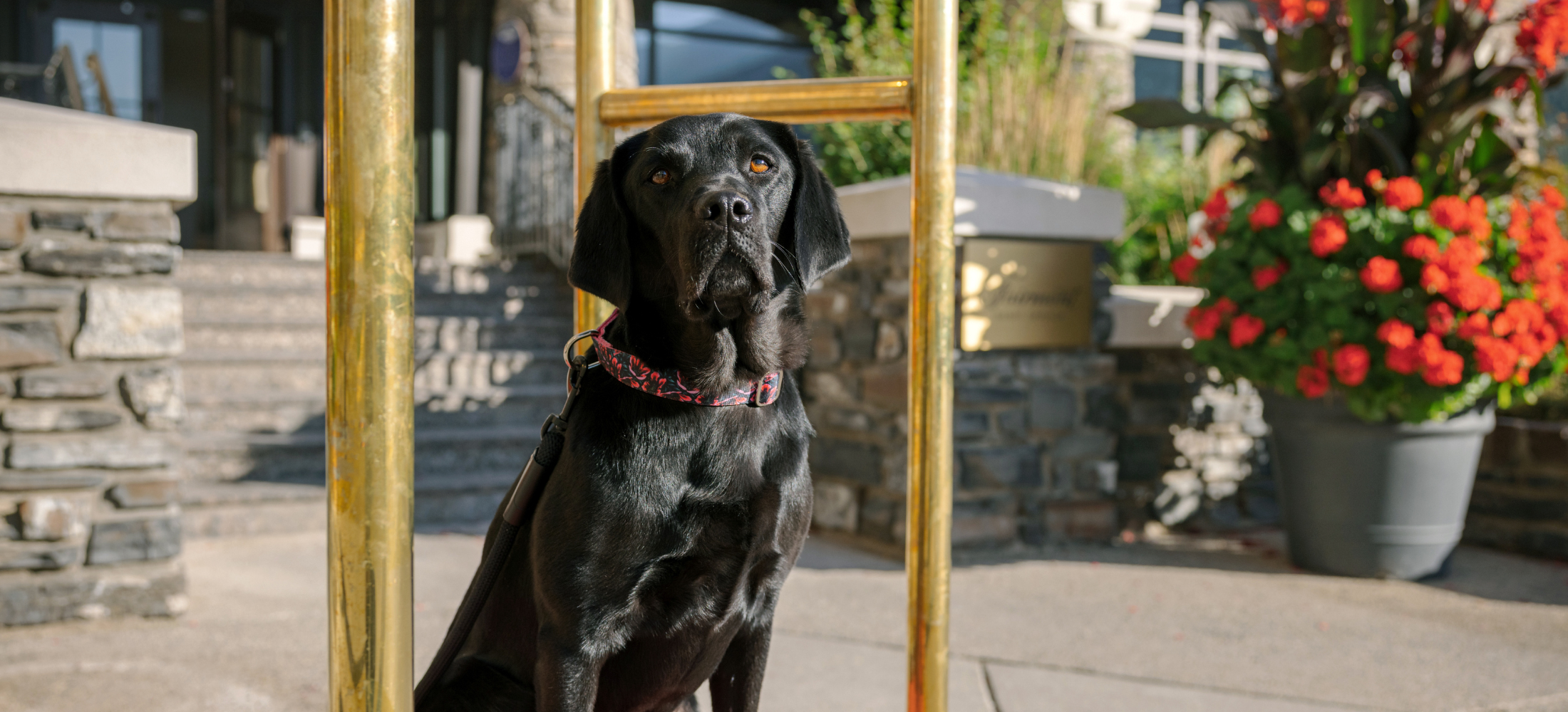 Lily Canine Ambassador at Fairmont Banff Springs